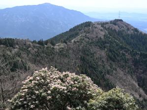 写真10 霊山、旗山とアセビ 写真10 霊山、旗山とアセビ