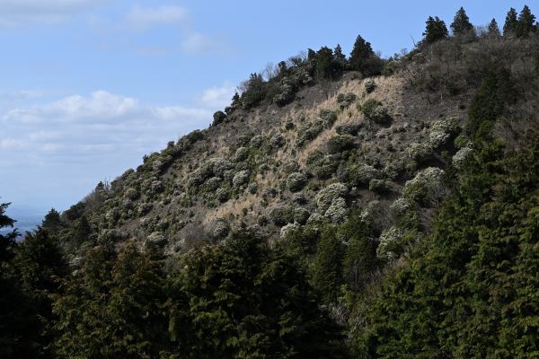 写真12 北打山 写真12 北打山