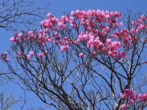写真9 アカヤシオ 写真9 アカヤシオ