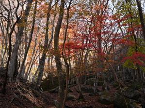 写真2 ブナ清水 写真2 ブナ清水