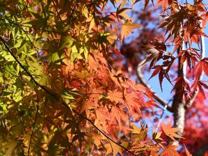 写真13 朝明渓谷にて 写真13 朝明渓谷にて