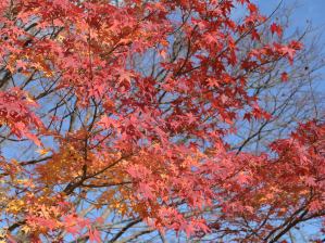 写真4 鳥居道山山神の紅葉 写真4 鳥居道山山神の紅葉