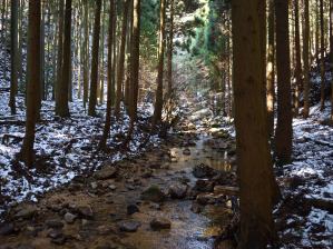 写真5 植林を上流へ歩く 写真5 植林を上流へ歩く