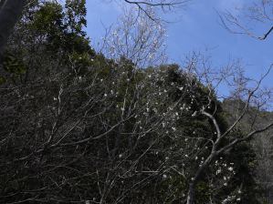 写真8 タムシバ 写真8 タムシバ