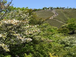 写真3 シロヤシオと国定公園記念碑 写真3 シロヤシオと国定公園記念碑