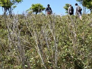 写真2 長者池鳥居付近のササ枯れ 写真2 長者池鳥居付近のササ枯れ