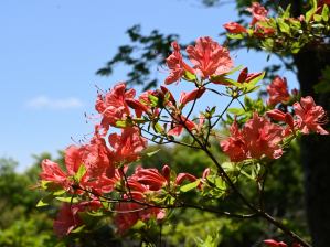 写真9 ヤマツツジ 写真9 ヤマツツジ