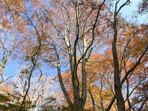写真4 ブナ清水 写真4 ブナ清水