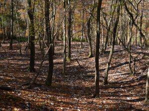 写真5 ホウノキの落ち葉の裏が白い 写真5 ホウノキの落ち葉の裏が白い
