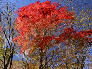 写真6 神崎川のカエデ 写真6 神崎川のカエデ
