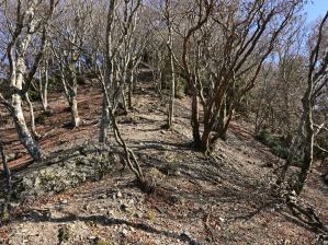 写真6 イハイガ岳への登り 写真6 イハイガ岳への登り