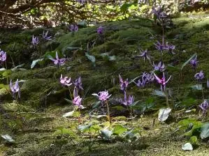 写真2 カタクリ、林蔵坊にて 写真2 カタクリ、林蔵坊にて