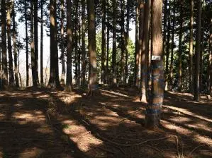 写真7 梓山山頂 写真7 梓山山頂