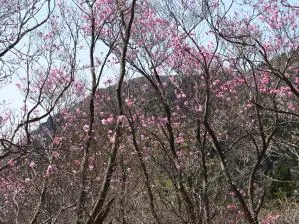 写真3 アカヤシオ、ヤシオ尾根にて 写真3 アカヤシオ、ヤシオ尾根にて