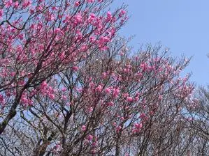 4 アカヤシオ、ヤシオ尾根にて 写真4 アカヤシオ、ヤシオ尾根にて