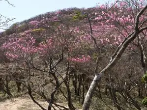 写真5 アカヤシ、県境尾根にて 写真5 アカヤシオ、県境尾根にて