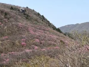 写真6 県境尾根 写真6 県境尾根