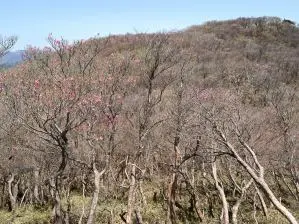 写真4 国見岳北面の県境尾根にて(撮影:4月30日) 写真4 国見岳北面の県境尾根にて(撮影:4月30日)