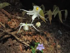 写真11 イカリソウ、植栽されたものの生き残りか 写真11 イカリソウ、植栽されたものの生き残りか