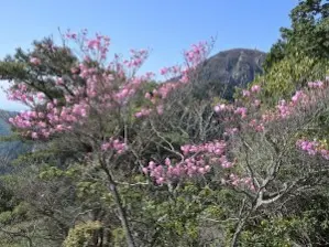写真6 アカヤシオと御在所岳 写真6 アカヤシオと御在所岳