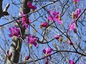 写真7 ツツジ 写真7 ツツジ