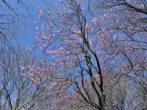 写真8 アカヤシオ 写真8 アカヤシオ