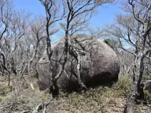 写真15 小型の桃岩 写真15 小型の桃岩