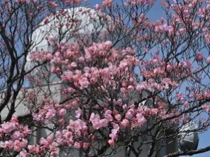 写真19 アカヤシオ 写真19 アカヤシオ