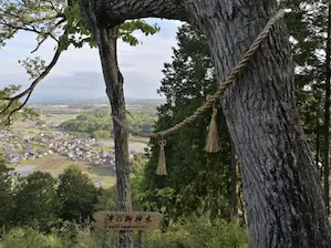 写真1 絆の御神木 写真1 絆の御神木