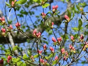 写真2 やまつつじのつぼみ 写真2 ヤマツツジのつぼみ
