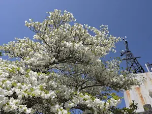 写真14 シロヤシオ 写真14 シロヤシオ