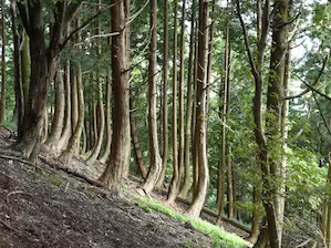 写真1 七合目過ぎにて 写真1 七合目過ぎにて