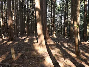 写真6 火頭子山 P482 写真6 火頭子山 P482