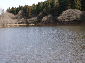 写真11 榑沢池 写真11