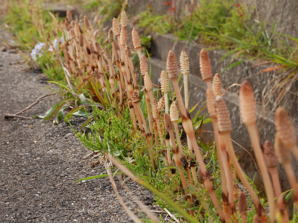 写真20 路傍にて 写真20