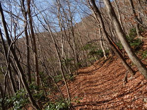 写真3 落葉した山腹道 写真3