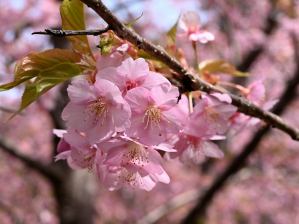 写真12 國束寺・カワヅザクラ 写真12 國束寺・カワヅザクラ