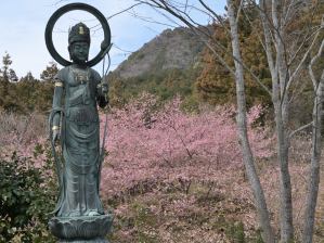写真9 國束寺・カワヅザクラ 写真9 國束寺・カワヅザクラ