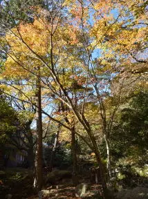 写真2 中之島公園にて 写真2 中之島公園にて