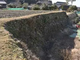 写真2 セツブンソウが咲く石垣 写真2 セツブンソウが咲く石垣