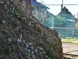 写真3 セツブンソウが咲く石垣 写真3 セツブンソウが咲く石垣